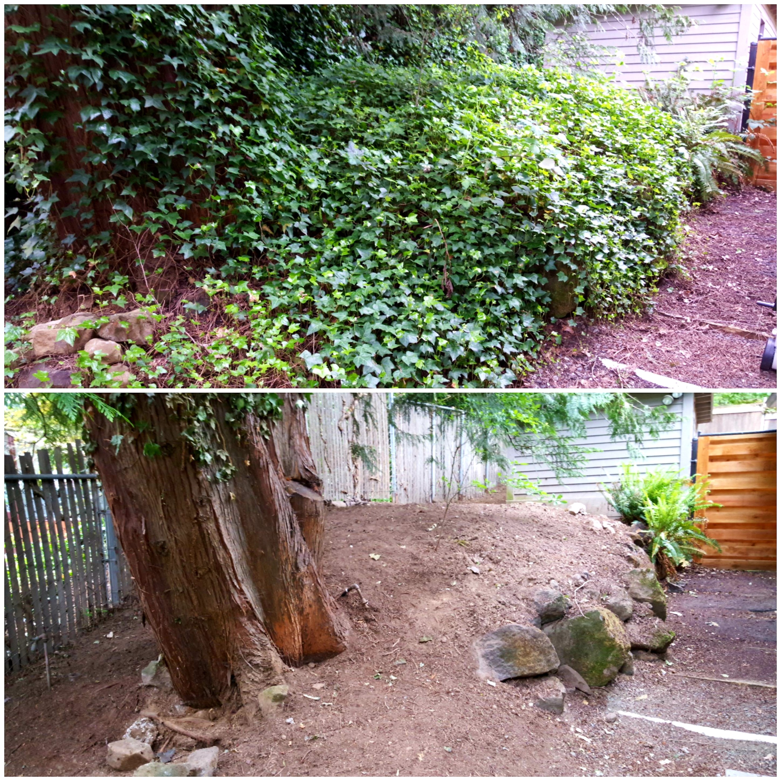 A yard in the Portland, Oregon area, before and after natural Ivy Removal