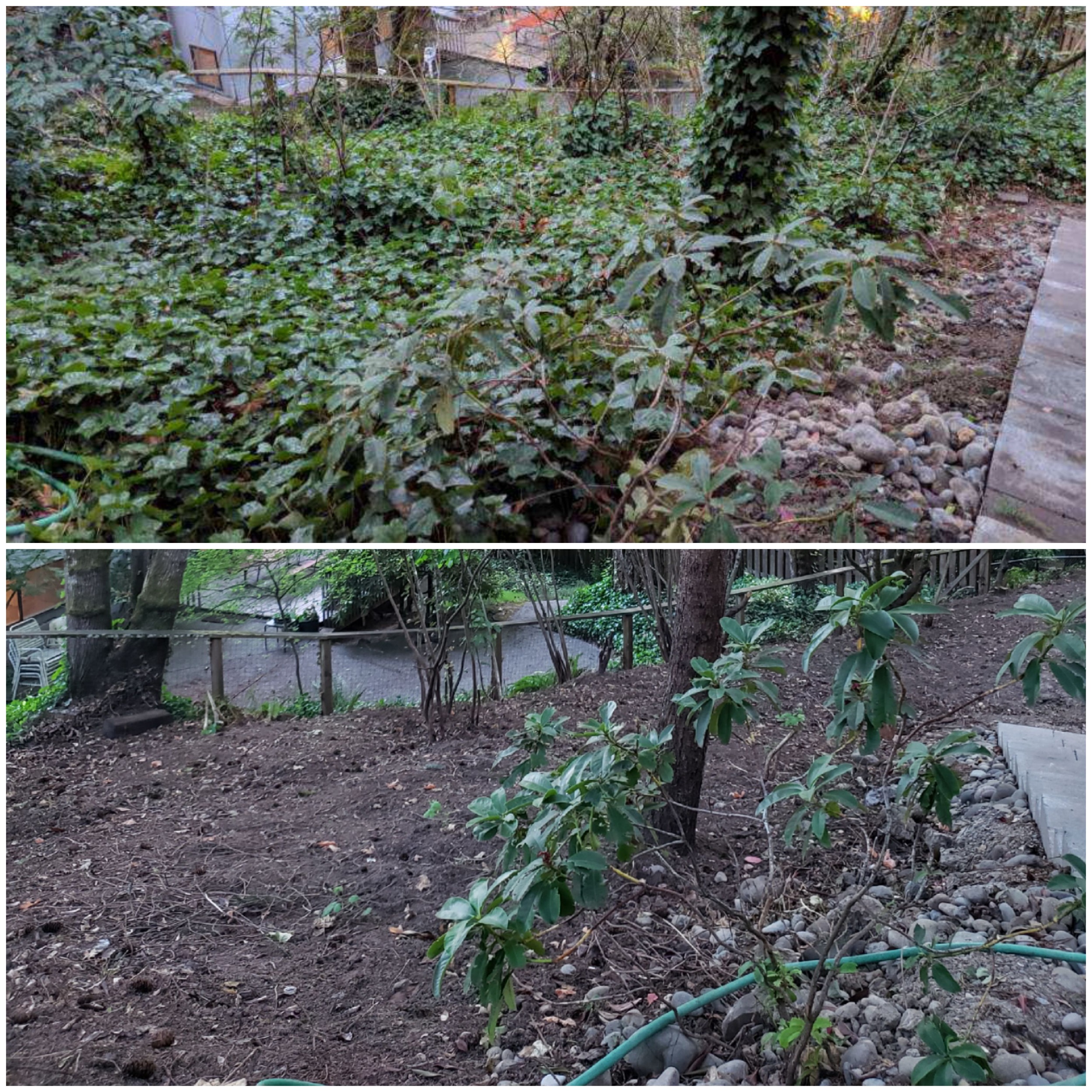 A yard near Portland, Oregon, before and after natural Ivy Removal by X-Tirp