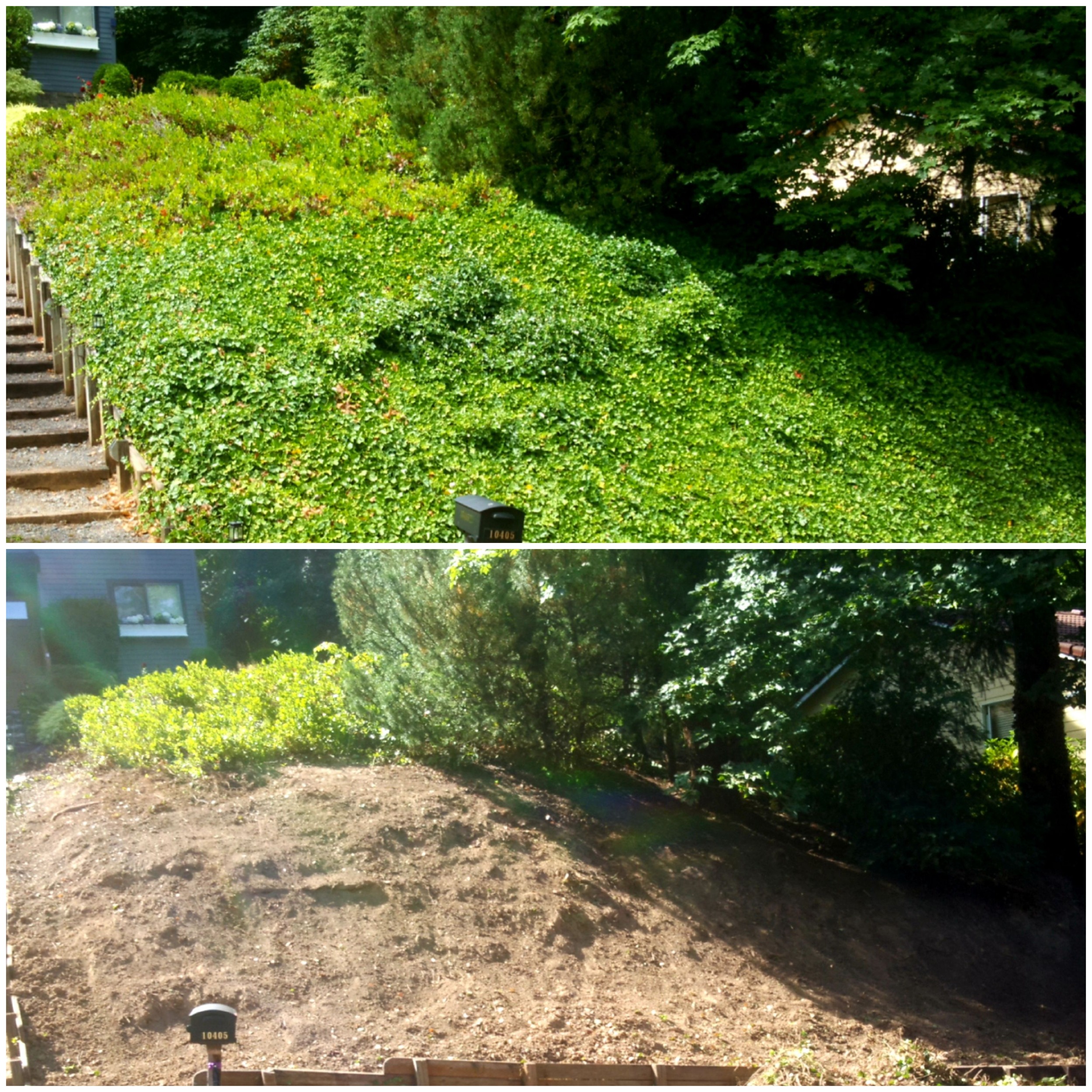 A yard in the Lake Oswego area, before and after natural Ivy Removal by X-Tirp