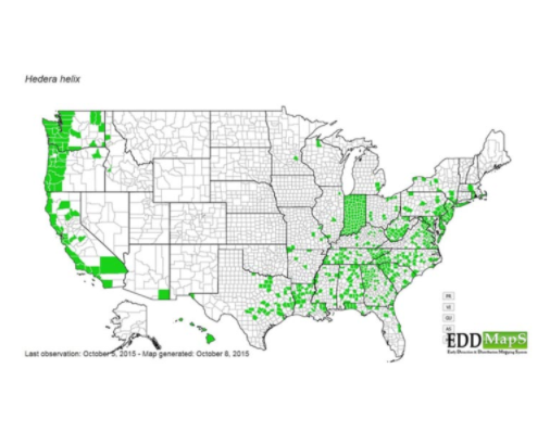 Map of the US showing all the states Ivy has become an invasive species