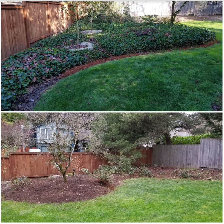 A yard in the Portland, Oregon area, before and after natural Ivy Removal by X-Tirp