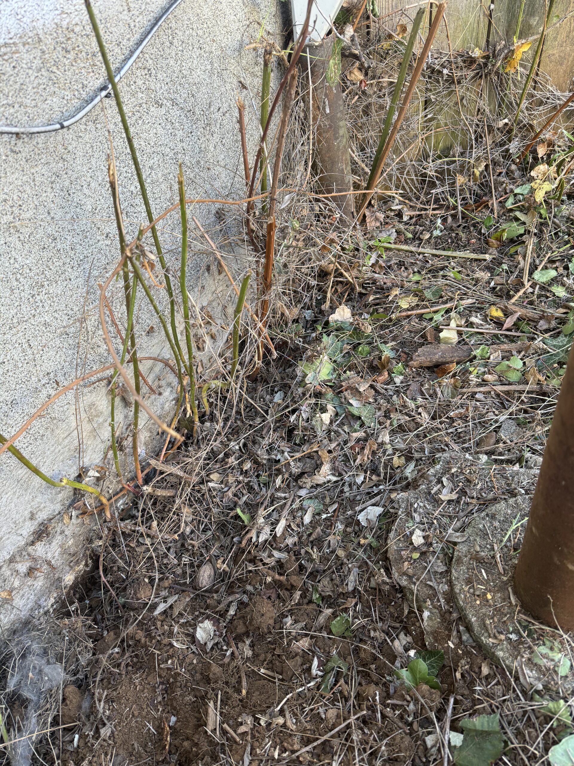 how weed barriers don't work against Ivy. the Ivy Ripper will remove Ivy long-term